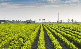 agriculture-Dissertation-Writing-Services agriculture-Dissertation-Writing-Services